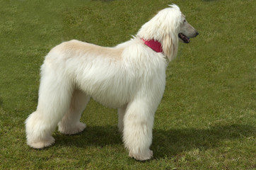 Afghane; Afghanischer; Windhund; Hund;