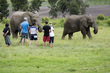 Wildlife ranger with visitors viewing African Elephants 