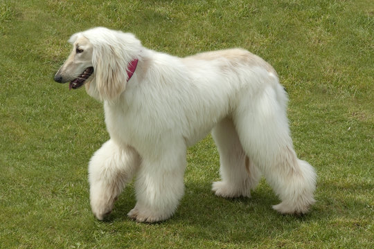 Afghane; Afghanischer; Windhund; Hund;