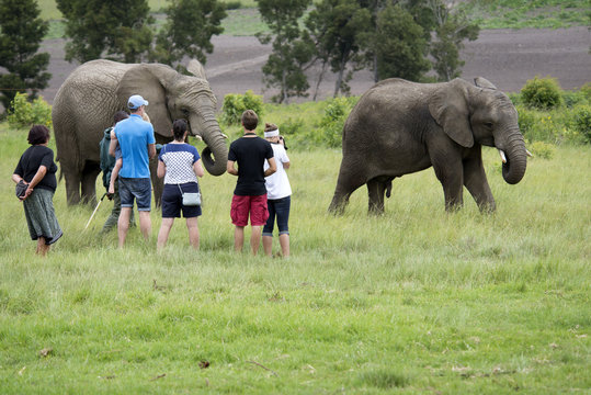 Fototapeta Wildlife ranger with visitors viewing African Elephants 