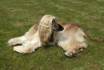 Afghane; Afghanischer; Windhund; Hund;