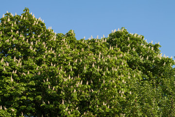Fototapeta na wymiar blooming chestnut