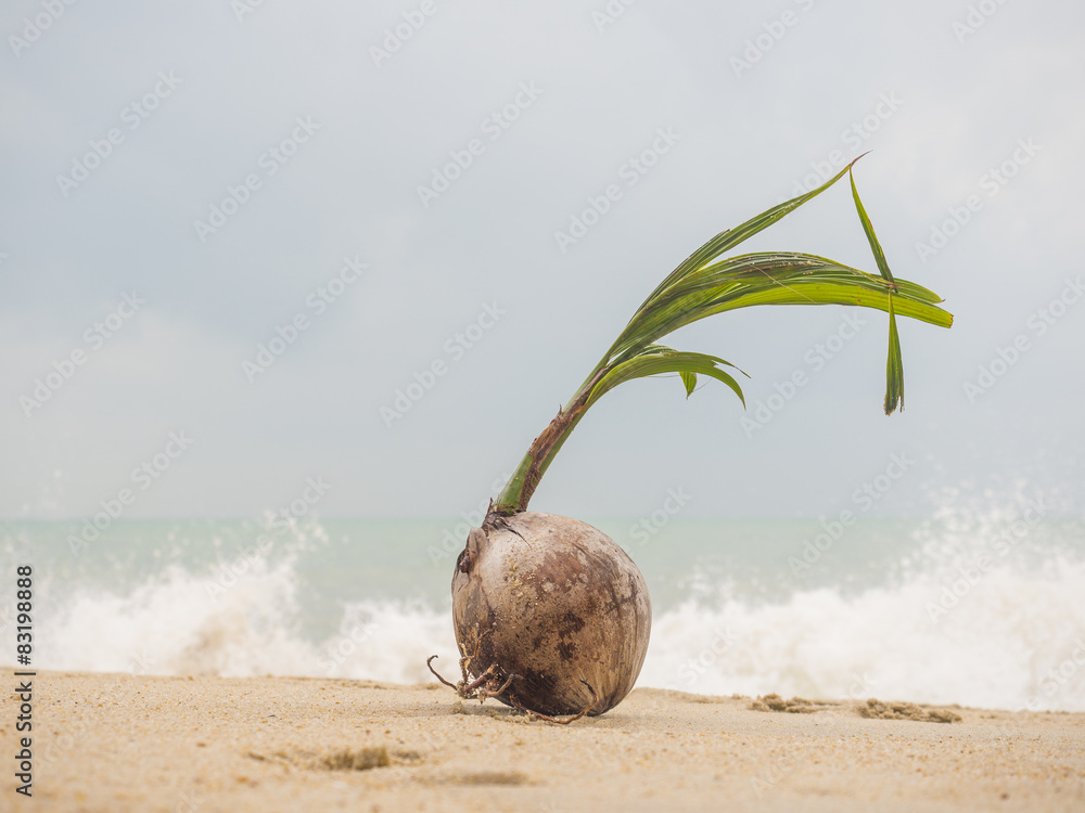 Wall mural coconut sprout on the tropical sea