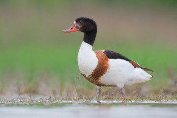 Common shelduck. Adult female