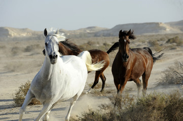 bahrein manama chevaux pur-sangs