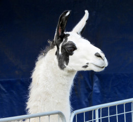lama
