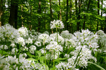 white flowers of wild garlic