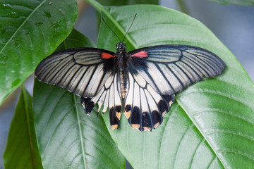 Schmetterling