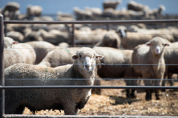 Fototapeta premium Feedlot Lambs