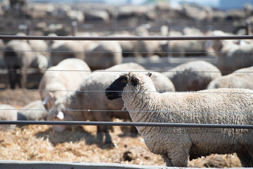 Fototapeta premium Feedlot Lambs