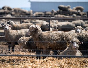Feedlot Lambs