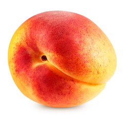 Apricot