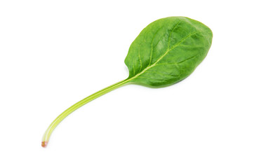 green spinach leaf on white background