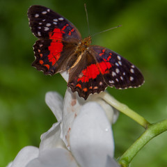Schmetterling