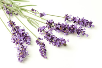 lavender flowers lying down on white background