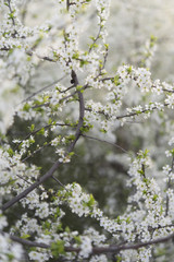 flowering almond