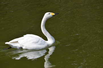 Лебедь плывёт по реке.