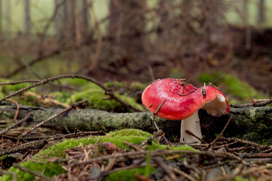 Russula emetica poisonous mushroom in forest