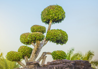 Ficus annulata,Banyan Tree,MORACEAE