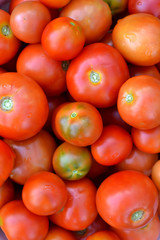 fresh tomatoes