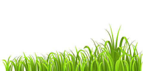 Grass growth isolated on white - 83201279