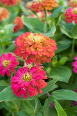 Beautiful pink Zinnia flowers