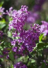 Obraz premium Syringa vulgaris