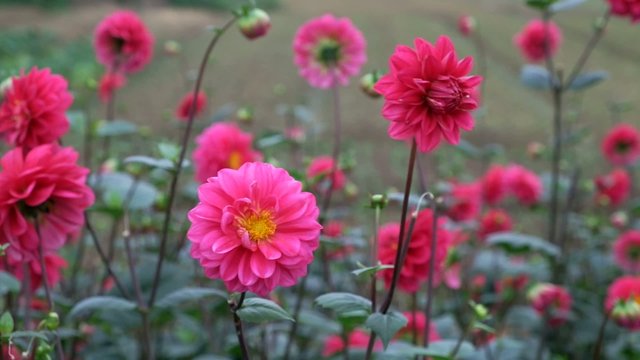dahlia flowers flowering in garden