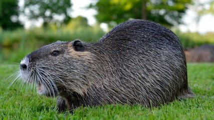Nutria, Biberratte frisst ein St&uuml;ck Apfel