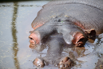 hippopotamus head in the water