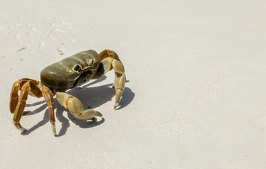 Chicken Crab on The White Sand Beach used as Template