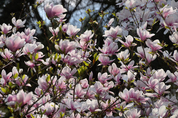 Magnolia x soulangeana Alexandrina © Dejan Gospodarek