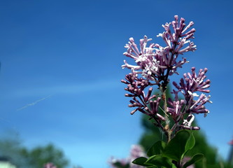 blue syringa, lilac 