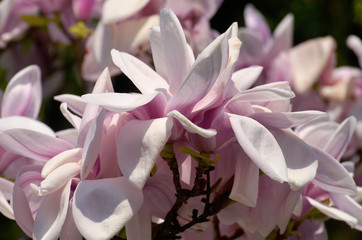 Magnolia x soulangeana Alexandrina