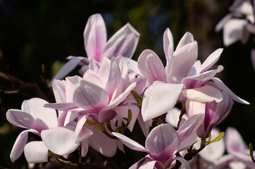 Fototapeta na wymiar Magnolia x soulangeana Alexandrina