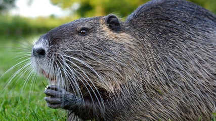 Nutria, Biberratte frisst ein Stück Apfel