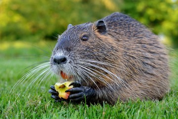 Nutria, Biberratte frisst ein Stück Apfel