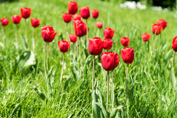Red Tulips Garden In Spring