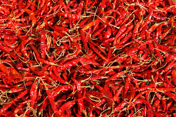 Fototapeta premium Dried chili background
