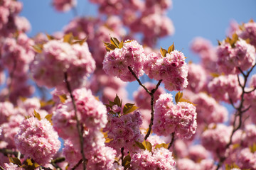 Pink cherry blossom