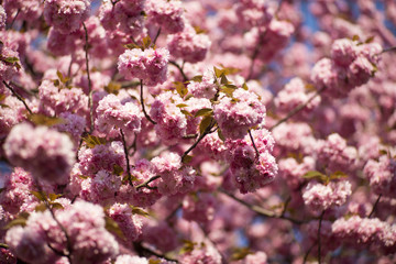 Cherry blossom