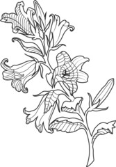 Bell-flower engraved vector illustration