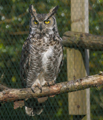 eagle owl with piercing eyes