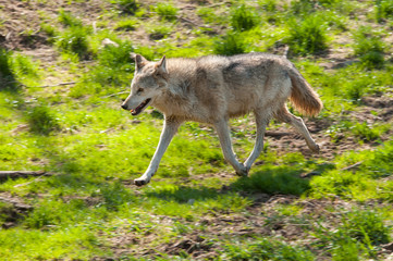 Wolf beim lauf