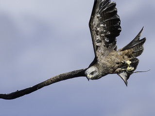 Obraz premium Nibbio in volo