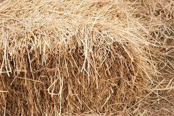 dry grass, hay, straw textured border background vintage style w