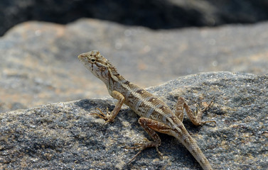 little lizard looking around on the rock in nature detail photo