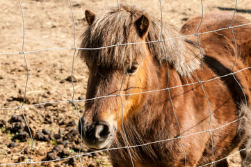 Pferd_Koppel_Pony
