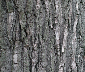 Naklejka premium texture of tree bark