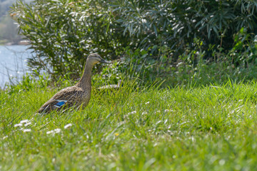 Duck in a garden